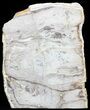 Devonian Petrified Wood From Oklahoma - Oldest True Wood #50165-1